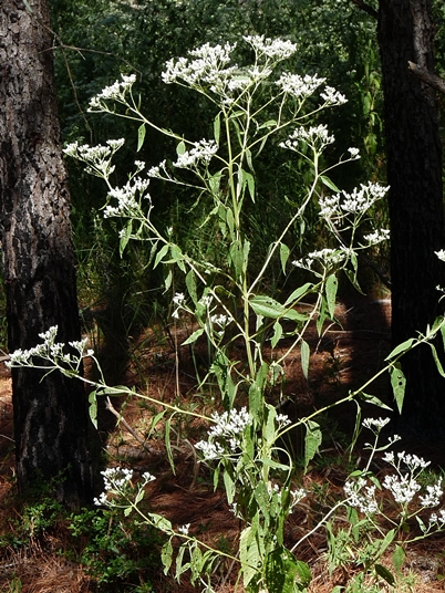 {Eupatorium serotinum